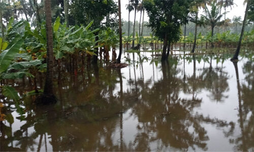 കാറ്റും മഴയും: മാള പ്രദേശത്ത് വ്യാപക നഷ്ടം