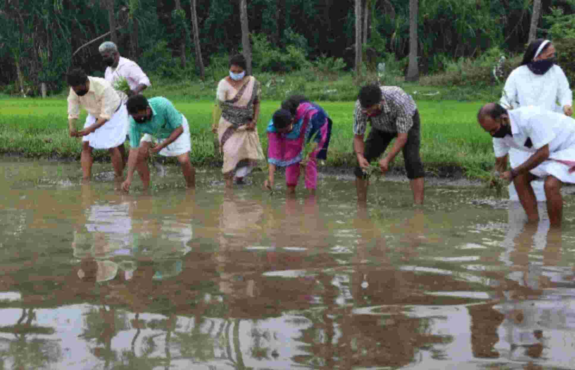 മാളയുടെ അഭിമാനമായി ഞാറുനടീൽ ഉത്സവം