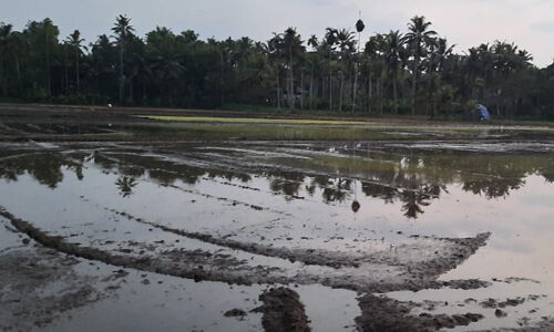 നെന്‍മേനി, ചിറ്റുണ്ട ഞാറ്റടി നിരത്തല്‍ ഉത്സവം ശനിയും ഞായയും