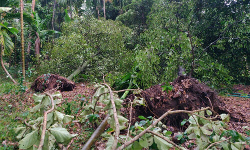 മാളയില്‍ ശക്തമായ കാറ്റില്‍ കനത്ത നാശനഷ്ടം