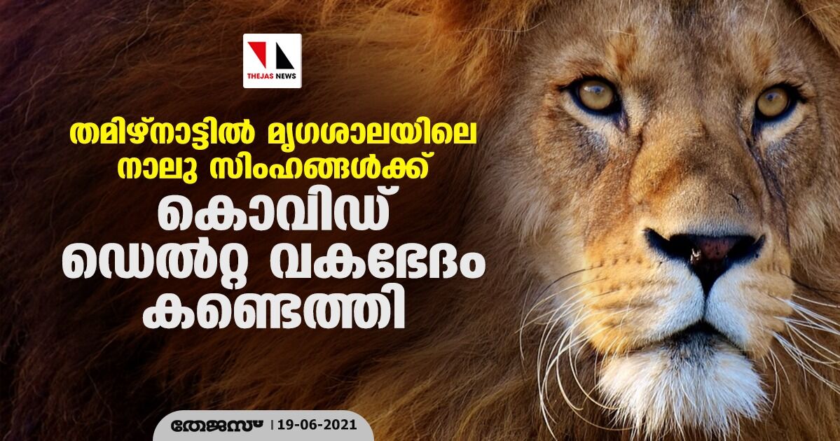 തമിഴ്‌നാട്ടില്‍ മൃഗശാലയിലെ നാലു സിംഹങ്ങള്‍ക്ക് കൊവിഡ് ഡെല്‍റ്റ വകഭേദം കണ്ടെത്തി