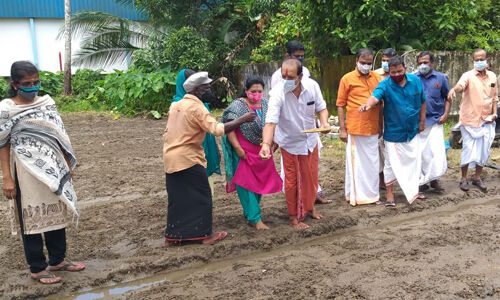 ഞവര മുതല്‍ കാട്ട് നെല്ല് വരെ; വഴിക്കുളങ്ങരയില്‍ സുഗന്ധ ഔഷധ നെല്‍കൃഷി തുടങ്ങി