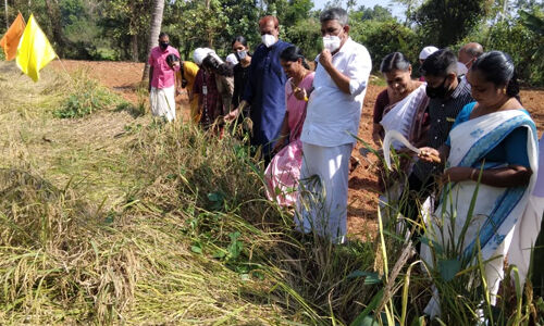 മാള കൃഷിപാഠശാലയിലെ കരനെല്‍ കൃഷി വിളവെടുപ്പ്നടത്തി