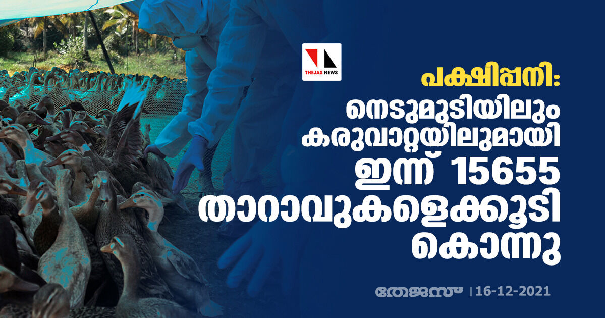 പക്ഷിപ്പനി: നെടുമുടിയിലും കരുവാറ്റയിലുമായി ഇന്ന് 15655 താറാവുകളെക്കൂടി കൊന്നു