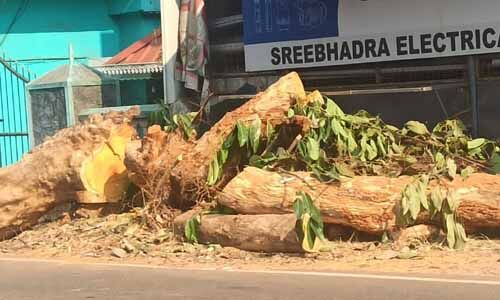 മാളയില്‍ റോഡരികില്‍ അപകടാവസ്ഥയില്‍ നിന്നിരുന്ന മരം മുറിച്ചുമാറ്റി