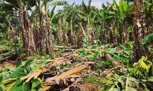 മാളയില്‍ കനത്ത കാറ്റിലും മഴയിലും വ്യാപകനാശനഷ്ടങ്ങള്‍