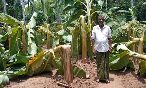 കര്‍ഷകരെ കണ്ണീരിലാഴ്ത്തി മാളയില്‍ വീണ്ടും പ്രകൃതിദുരന്തം