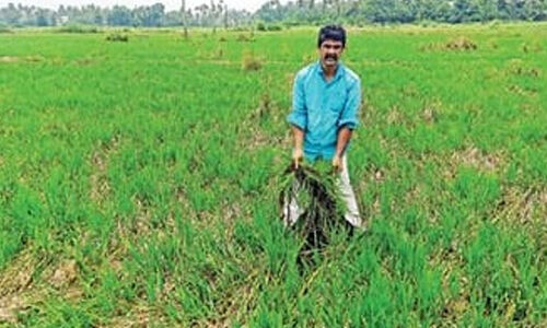 കൊയ്ത്തിനു മുമ്പ് കുഴൂര്‍ ഗ്രാമപഞ്ചായത്തിലെ തുമ്പരശ്ശേരി പാടശേഖരം വെള്ളത്തില്‍ മുങ്ങി