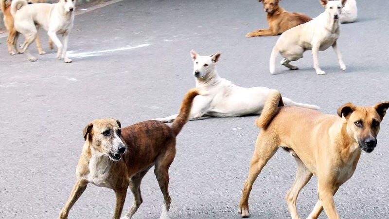 ആറ്റിങ്ങലില്‍ തെരുവുനായയുടെ ആക്രമണം; എട്ടുപേര്‍ക്ക് കടിയേറ്റു