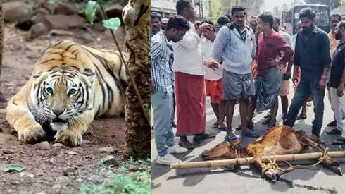 വയനാട് പുല്‍പ്പള്ളിയില്‍ കടുവയുടെ ആക്രമണം തുടരുന്നു; മൂന്ന് ആടുകളെ കൊന്നു